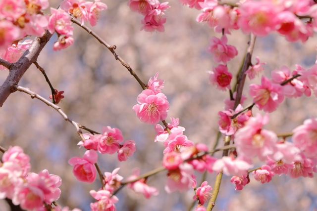 【イベント】いよいよ見頃！ばら庭園にて「梅の花」が特別公開されるそうです！　