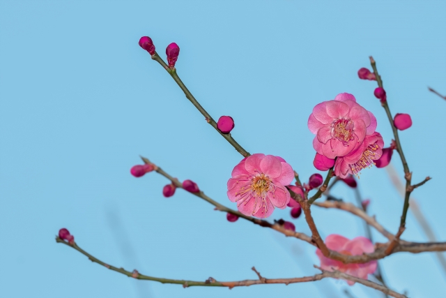 【イベント】いよいよ見頃！ばら庭園にて「梅の花」が特別公開されるそうです！　